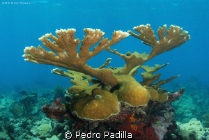 Elkhorn Coral, Nikon D80 with 15mmlens. Shoot f/8 @ 1/90s... by Pedro Padilla 